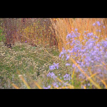 BIBLIOTHEEKTUIN - DENDERMONDE herfstbeeld (3)